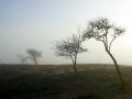 29-DSC00134-Mist-Haasveld.