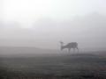 33-DSC00195-Damhert-Mist.
