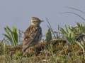 Boomleeuwerik_211209
