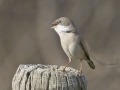 Grasmus_211489