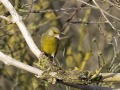 Groenling_211434