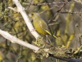 Groenling_211435