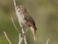 Nachtegaal_211409
