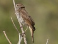 Nachtegaal_211413