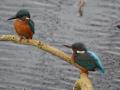 IJsvogel-28
