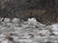 20-moeras-sneeuwhoen-IMG_3851