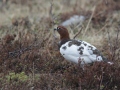 21-moeras-sneeuwhoen-IMG_3869