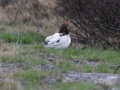 22-moerassneeuwhoen-vrouwtje-IMG_3883