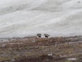 27-bonte-strandlopers-IMG_3829-2
