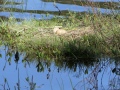3-kraanvogelnest-P1000158