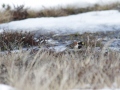 30-ijsgors-IMG_3910