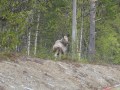 37-eland-langs-de-weg-P1010236