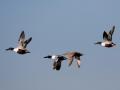 548A3774a-