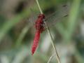 03-DSC07023-