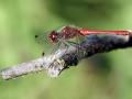 04-DSC07280-
