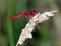 08-DSC07045-