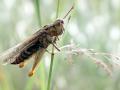 11-DSC07077-