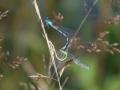 13-DSC07090-