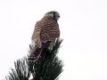 29-DSC08127-