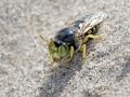 34-DSC07381-