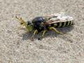 35-DSC07391-