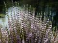 38-DSC07353-