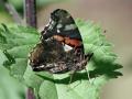 44-DSC05787-