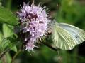 45-DSC08326-