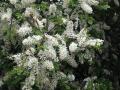 14-DSC00564-s.