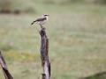 18-DSC00761-