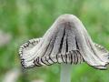 27-DSC00861-