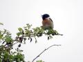 31-DSC00948-