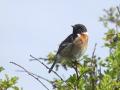 32-DSC00518-