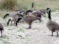 10-DSC03567-Grote-canadese-gans