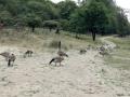 11-DSC03571-