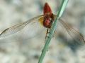 28-DSC02092-