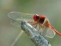 29-DSC02419-