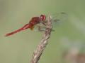 30-DSC03355-