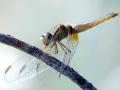 31-DSC03237-