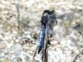 32-DSC02518-
