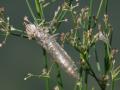 33-DSC02601-