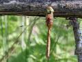 35-DSC02562-