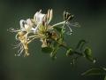 37-DSC03359-