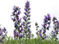 23-DSC05183-