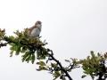 36-DSC04758-