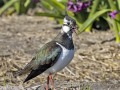 Kievit_206976