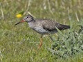 Tureluur_207082