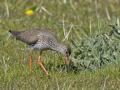 Tureluur_207091
