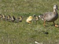 Wilde-eend_207126