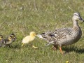 Wilde-eend_207127